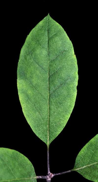 178_9_Aquifoliaceae_Ilex-mucronata_sjm0449_Sept4-16_08_01_2019_2_31_16.jpg