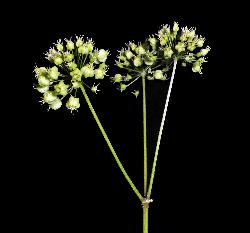 181_23_Araliaceae_Aralia-nudicaulis_sjm157_May31-11_08_01_2019_3_10_28.jpg