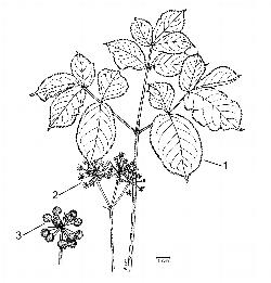181_5_Araliaceae_Aralia-nudicaulis_sjm-ill_08_01_2019_2_54_32.jpg