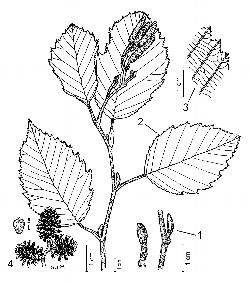1_3_Betulaceae_Alnus-incana-rugosa_sjm-ill_17_12_2018_1_16_22.jpg
