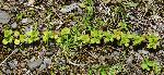 363_10_Caprifoliaceae_Linnaea-borealis_sjm4280_July13-15_PA_04_12_2018_11_28_18.jpg