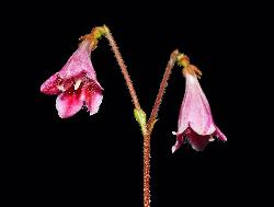 363_18_Caprifoliaceae_Linnaea-borealis_sjm3646_July13-15_PA_04_12_2018_11_28_18.jpg