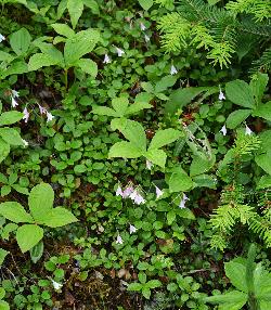 363_1_Caprifoliaceae_Linnaea-borealis_sjm0061_July19-18_PA_04_12_2018_11_28_18.jpg