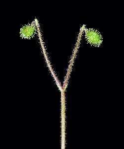 363_25_Caprifoliaceae_Linnaea-borealis_sjm0012_Aug9-16_MB_04_12_2018_11_28_18.jpg