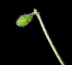 363_26_Caprifoliaceae_Linnaea-borealis_sjm0087_Aug9-16_MB_04_12_2018_11_28_18.jpg
