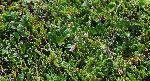 363_28_Caprifoliaceae_Linnaea-borealis_sjm0577_Aug1-18_BC_04_12_2018_11_28_18.jpg