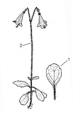 363_4_Caprifoliaceae_Linnaea-borealis_sjm-ill_04_12_2018_11_28_18.jpg