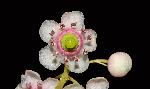 459_15_Ericaceae_Chimaphila-umbellata_sjm9369_July26-15_17_12_2018_1_28_17.jpg