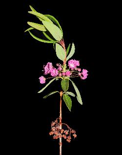 471_19_Ericaceae_Kalmia-angustifolia_sjm0712_July17-17_04_12_2018_11_39_47.jpg