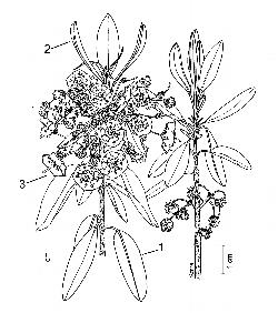 471_5_Ericaceae_Kalmia-angustifolia_sjm-ill_04_12_2018_11_39_47.jpg