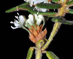 485_11_Ericaceae_Rhododendron-groenlandicum_sjm0976_June8-15_17_12_2018_1_30_32.jpg