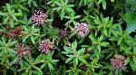 485_18_Ericaceae_Rhododendron-groenlandicum_sjm10749_Aug5-16_17_12_2018_1_30_32.jpg