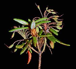 485_19_Ericaceae_Rhododendron-groenlandicum_sjm6128_July16-15_17_12_2018_1_30_32.jpg
