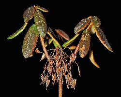 485_21_Ericaceae_Rhododendron-groenlandicum_sjm173__Nov14-11_17_12_2018_1_30_32.jpg