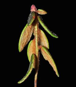485_6_Ericaceae_Rhododendron-groenlandicum_sjm190_Nov14-11_17_12_2018_1_30_32.jpg