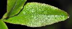 488_11_Ericaceae_Vaccinium-angustifolium_sjm0236_June10-16_08_01_2019_3_19_48.jpg