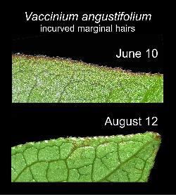 488_12_Ericaceae_Vaccinium-angustifolium_sjm240-394_June-16_08_01_2019_3_19_48.jpg