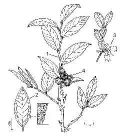 488_4_Ericaceae_Vaccinium-angustifolium_sjm-ill_08_01_2019_3_19_48.jpg