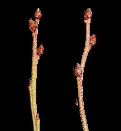 488_6_Ericaceae_Vaccinium-angustifolium_sjm6367-635_Mar22-16_08_01_2019_3_19_48.jpg