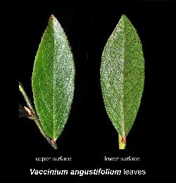 488_9_Ericaceae_Vaccinium_angustifolium_sjm1770-392_Aug12-13_08_01_2019_3_19_48.jpg