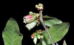 493_7_Ericaceae_Vaccinium-myrtilloides_sjm345_May28-12_08_01_2019_4_28_42.jpg