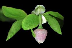 495_18_Ericaceae_Vaccinium-ovalifolium_sjm0796_May16-15_08_01_2019_4_40_33.jpg