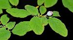 495_23_Ericaceae_Vaccinium-ovalifolium_sjm0902_July28-18_08_01_2019_4_40_33.jpg