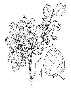 495_5_Ericaceae_Vaccinium-ovalifolium_sjm-ill_08_01_2019_4_40_33.jpg