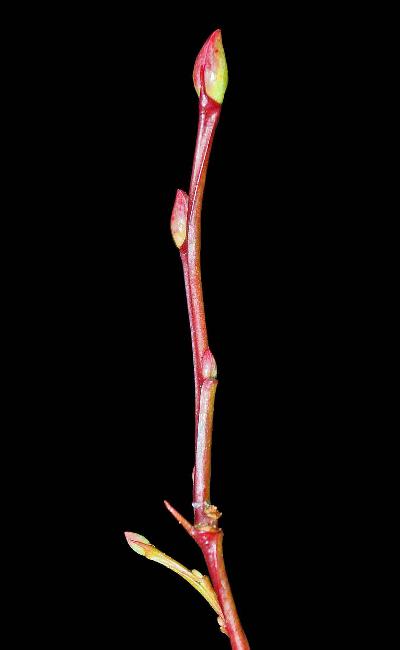 495_9_Ericaceae_Vaccinium-ovalifolium_sjm022_Nov27-11_08_01_2019_4_40_33.jpg