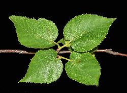 4_22_Betulaceae_Betula-cordifolia_sjm0823_July19-17_17_12_2018_1_21_10.jpg