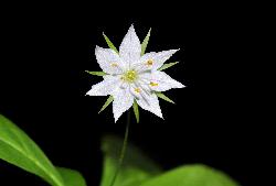547_10_Primulaceae_Trientalis-borealis_sjm0955_June11-15_08_01_2019_5_08_43.jpg