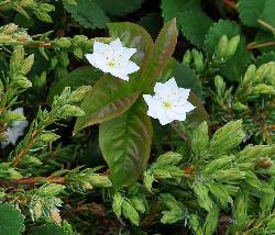 547_11_Primulaceae_Trientalis-borealis_sjm0401b_July4-15_08_01_2019_5_08_43.jpg