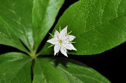 547_12_Primulaceae_Trientalis-borealis_sjm0926_June11-15_08_01_2019_5_08_43.jpg