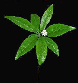 547_1_Primulaceae_Trientalis-borealis_sjm0934_June11-15_08_01_2019_5_08_43.jpg