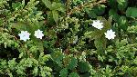 547_3_Primulaceae_Trientalis-borealis_sjm0401_July4-15_08_01_2019_5_08_43.jpg