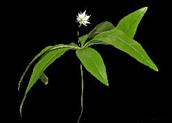 547_8_Primulaceae_Trientalis-borealis_sjm0947_June11-15_08_01_2019_5_08_43.jpg