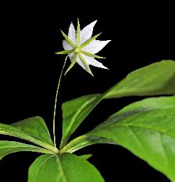 547_9_Primulaceae_Trientalis-borealis_sjm0946_June11-15_08_01_2019_5_08_43.jpg