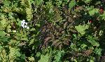 548_2_Ranunculaceae_Actaea-rubra_sjm0734s_Sept10-18_08_01_2019_5_18_36.jpg