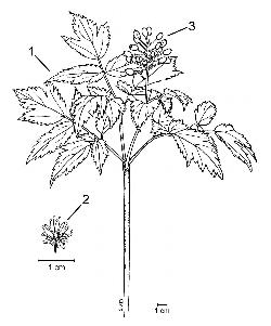 548_4_Ranunculaceae_Actaea-rubra_sjm-ill_sjm_08_01_2019_5_18_36.jpg