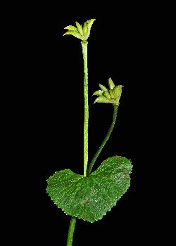 555_12_Ranunculaceae_Caltha-palustris_sjm0388_June22-16_17_12_2018_2_17_21.jpg