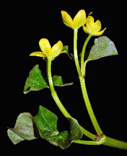 555_6_Ranunculaceae_Caltha-palustris_sjm7861_May13-16_17_12_2018_2_17_21.jpg