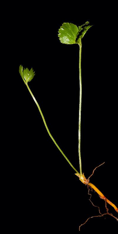 558_10_Ranunculaceae_Coptis-trifolia_sjm8719_May24-16_17_12_2018_2_21_31.jpg