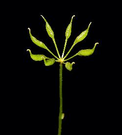558_22_Ranunculaceae_Coptis-trifolia_sjm1488_June25-16_17_12_2018_2_21_31.jpg