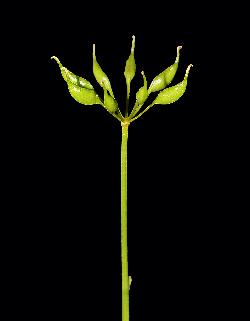 558_23_Ranunculaceae_Coptis-trifolia_sjm1491_June25-16_17_12_2018_2_21_31.jpg