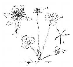 558_4_Ranunculaceae_Coptis-trifolia_sjm-ill_17_12_2018_2_21_31.jpg