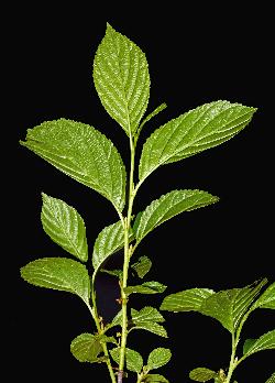 585_10_Rhamnaceae_Endotropis-alnifolia_sjm2137_July19-15_08_01_2019_5_36_18.jpg