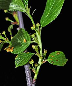 585_11_Rhamnaceae_Endotropis-alnifolia_sjm0852_June8-13_08_01_2019_5_36_18.jpg