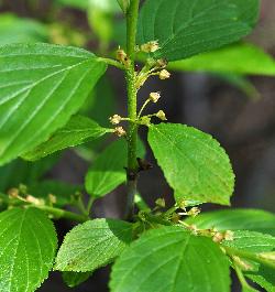 585_13_Rhamnaceae_Endotropis-alnifolia_sjm149_June16-11_08_01_2019_5_36_18.jpg