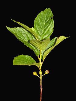 585_18_Rhamnaceae_Endotropis-alnifolia_sjm0581_July29-18_08_01_2019_5_36_18.jpg