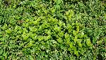 585_2_Rhamnaceae_Endotropis-alnifolia_sjm3587_Aug1-18_08_01_2019_5_36_18.jpg